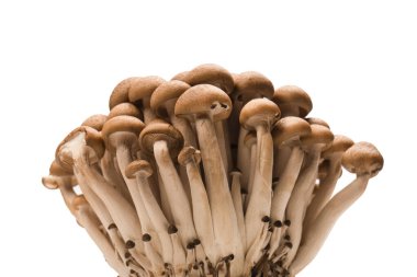 Raw beech mushrooms isolated on a white background. 
