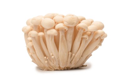Raw white beech mushrooms isolated on a white background. 