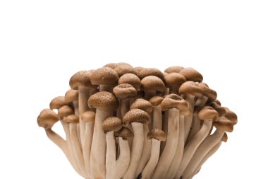 Raw beech mushrooms isolated on a white background. 