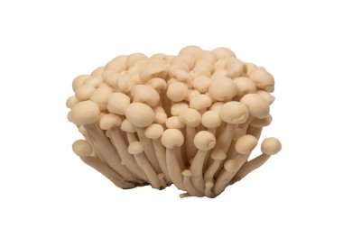Raw white beech mushrooms isolated on a white background. 