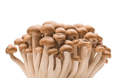 Raw beech mushrooms isolated on a white background. 