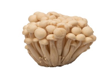 Raw white beech mushrooms isolated on a white background. 