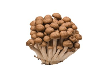 Raw beech mushrooms isolated on a white background. 