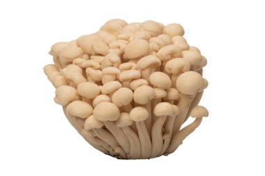 Raw white beech mushrooms isolated on a white background. 