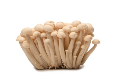 Raw white beech mushrooms isolated on a white background. 