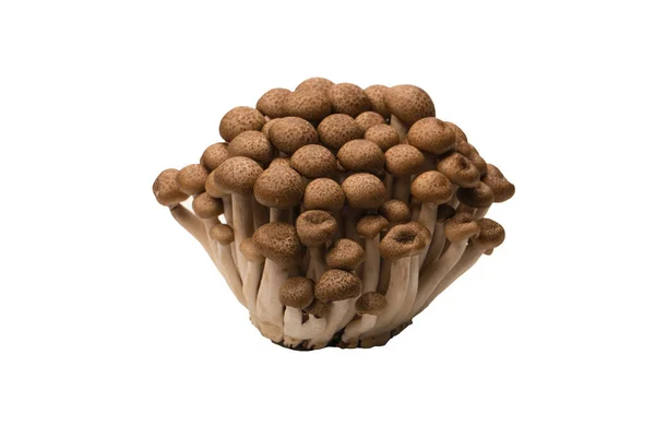 Raw Beech Mushrooms Isolated White Background — Foto de Stock