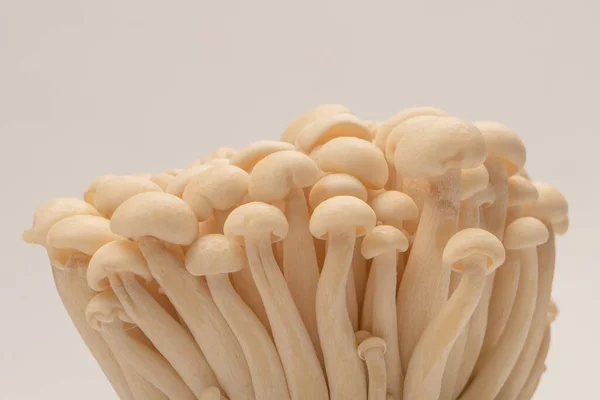 Raw White Beech Mushrooms Isolated White Background — Zdjęcie stockowe