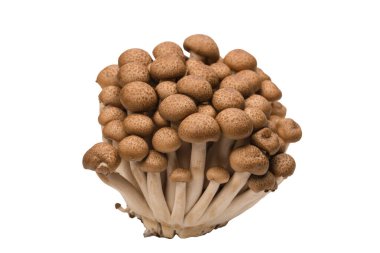 Raw beech mushrooms isolated on a white background. 