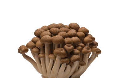 Raw beech mushrooms isolated on a white background. 