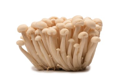 Raw white beech mushrooms isolated on a white background. 