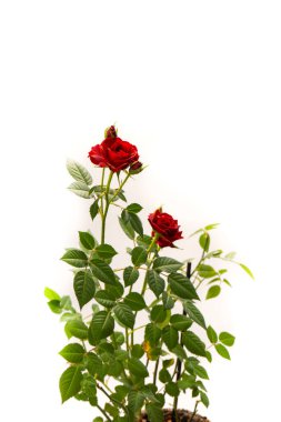 Beyaz arka planda izole edilmiş bir tencerede kırmızı güller. Üst görünüm.