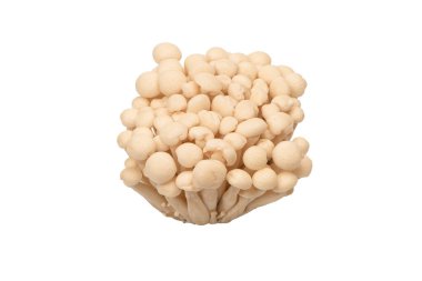 Raw white beech mushrooms isolated on a white background. 