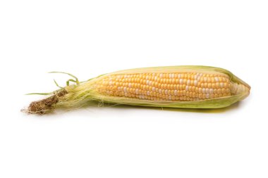 Yellow sweet corn isolated on white background. Copyspace.