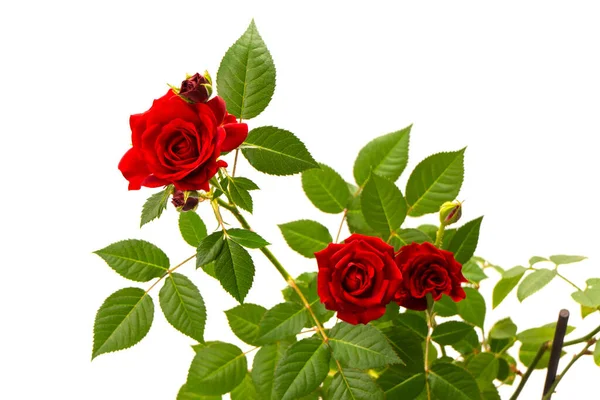 Rosas Vermelhas Pote Isolado Fundo Branco Vista Superior — Fotografia de Stock
