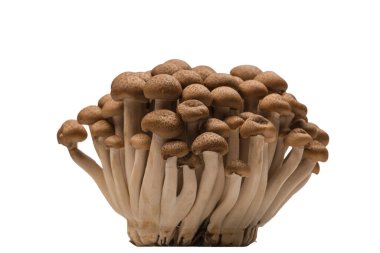 Raw beech mushrooms isolated on a white background. 