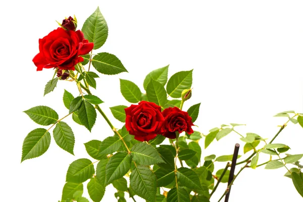 Czerwone Róże Garnku Izolowane Białym Tle Widok Góry — Zdjęcie stockowe