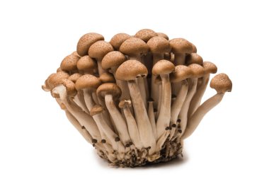 Raw beech mushrooms isolated on a white background. 