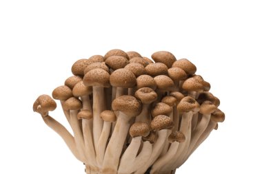 Raw beech mushrooms isolated on a white background. 