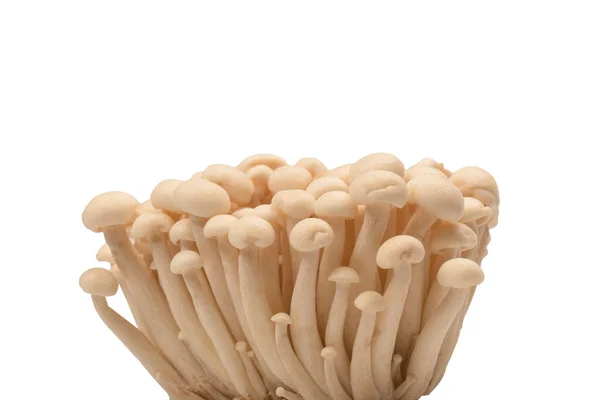 Raw White Beech Mushrooms Isolated White Background — Photo
