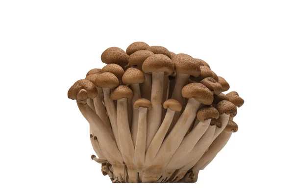 Raw Beech Mushrooms Isolated White Background — Foto Stock