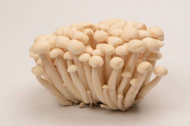 Raw white beech mushrooms isolated on a white background. 