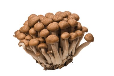 Raw beech mushrooms isolated on a white background. 