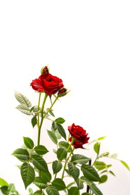 Beyaz arka planda izole edilmiş bir tencerede kırmızı güller. Üst görünüm.