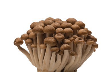 Raw beech mushrooms isolated on a white background. 