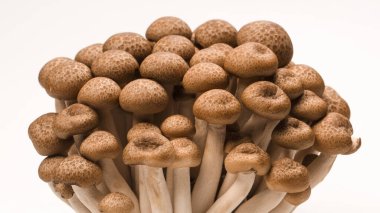 Raw beech mushrooms isolated on a white background. 