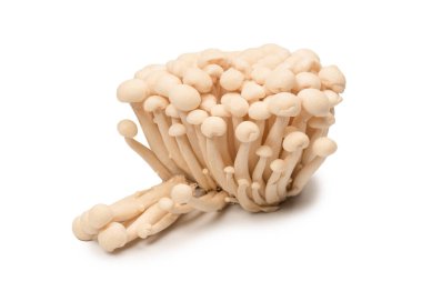 Raw white beech mushrooms isolated on a white background. 