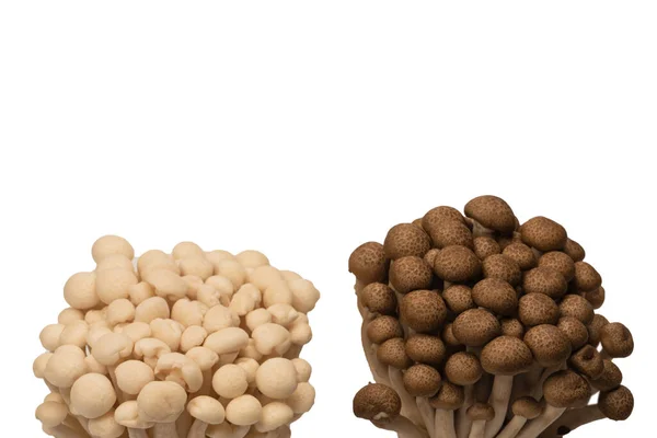 Raw Beech Mushrooms Isolated White Background — kuvapankkivalokuva