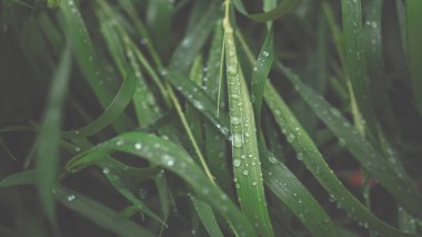 Arka planda yağmur damlaları olan yeşil çimenler. Üst görünüm. 