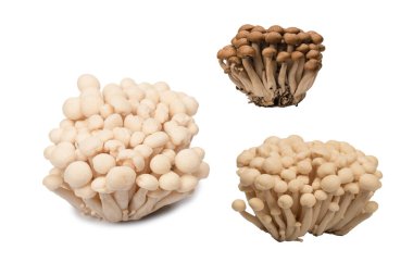 Raw white beech mushrooms isolated on a white background. 