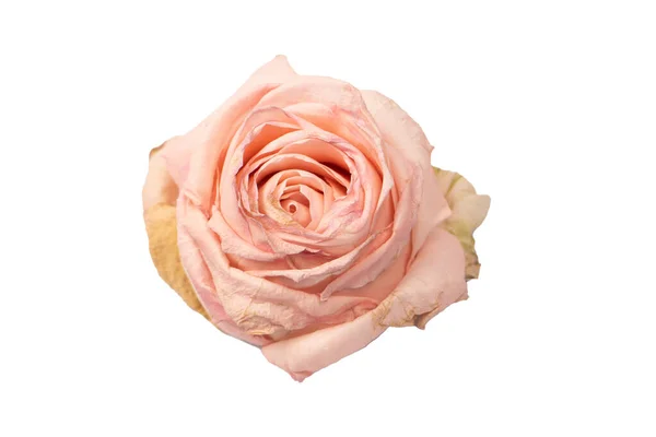 Суха Рожева Троянда Ізольована Білому Тлі Суха Квітка — стокове фото