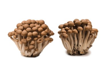 Raw beech mushrooms isolated on a white background. 