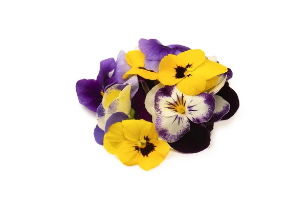 Purple Yellow Edible Flowers Isolated White Background — Stock Photo, Image