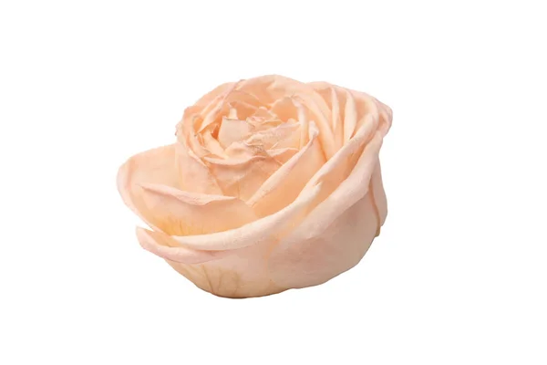 Суха Рожева Троянда Ізольована Білому Тлі Суха Квітка — стокове фото