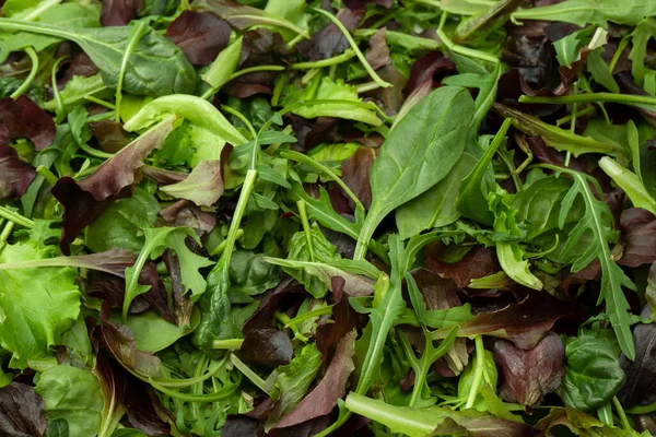 stock image Mix of fresh salad as a background. Top view. 