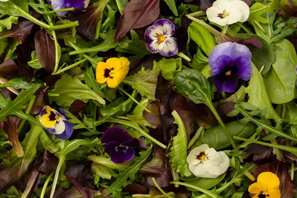 Amestec Proaspăt Salate Flori Comestibile — Fotografie, imagine de stoc