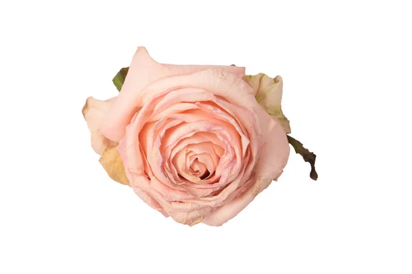 Rosa Seca Isolada Sobre Fundo Branco Flor Seca — Fotografia de Stock