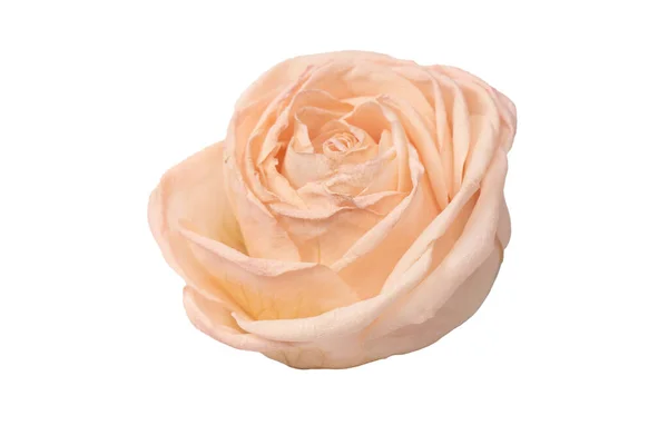 Dry Pink Rose Isolated White Background Dry Flower — Stock Photo, Image