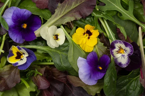 Färsk Mix Sallader Med Ätbara Blommor — Stockfoto