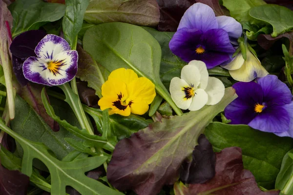 stock image Fresh mix of salads with edible flowers. 