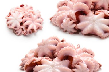 Ahtapot beyaz arkaplanda izole edildi. 