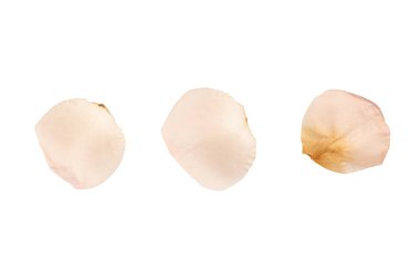 Beyaz arka planda izole edilmiş kuru pembe gül. Kuru çiçek.