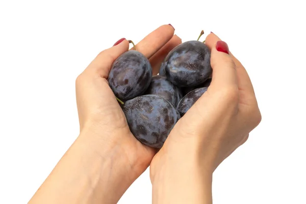Savoureux Prunes Dans Les Mains Femme Avec Vernis Ongles Rouge — Photo