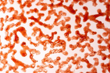 Kırmızı reçel beyaz arka planda izole edilmiş. Üst görünüm. 