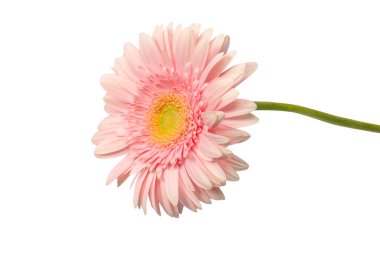 Parlak pembe gerbera papatya çiçeği beyaz bir arkaplanda izole edilmiş..