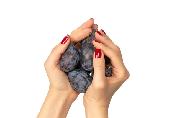 Tasty plums in woman hands with red nail polish isolated on a white background.