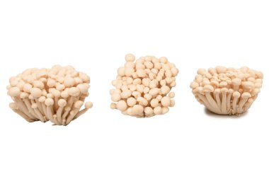 Raw beech mushrooms isolated on a white background. 